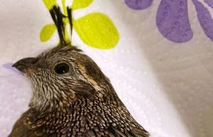 Una quaglia della California sulla passeggiata di Albissola