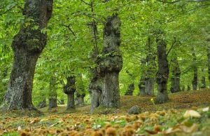 Visita guidata ed escursione a Imperia