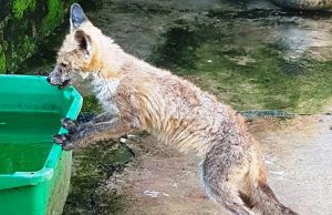 Giovane volpe in difficolta soccorsa dall’Enpa a Stella