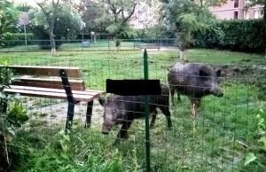 Efficace intervento per allontanare i cinghiali da Spotorno