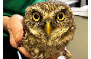 I vigili del fuoco salvano una civetta a Valleggia