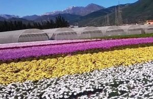 I floricoltori CIA chiedono flessibilità per il passaporto verde