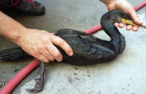 La pesca sportiva mette in pericolo uccelli marini e costieri