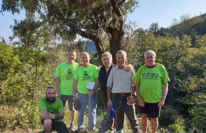 Gli Amici del Carmo ripuliscono l’albero monumentale di Verzi di Loano