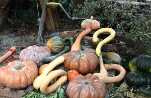 A Murta la 37^ Mostra Dalla A… alla Zucca A Murta la 37^ Mostra Dalla A... alla Zucca