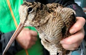 Disavventura di una Beccaccia a Savona