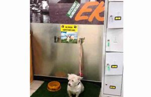 La protezione Animali di Savona ringrazia Ekom di Savona