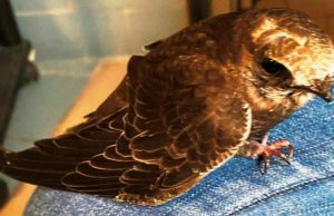 Rondoni a novembre a Savona