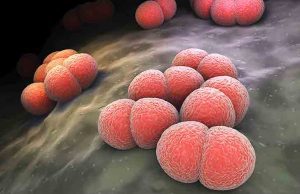 Ragazza morta per meningite, Bassetti: non dobbiamo fare terrorismo