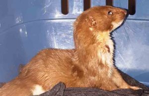 Donnola soccorsa dall’Enpa nei boschi di Villanova d’Albenga