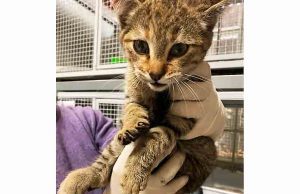 I VVF salvano gattina nel vano motore di un’auto