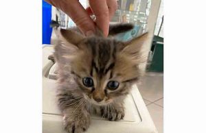 Un gatto nel motore salvato a Legino in cerca di adozione