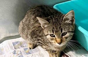 Gattino di tre mesi abbandonato a Noli