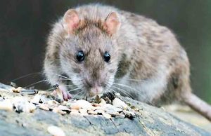 M5S vuole il topo specie protetta. Bruzzone: fermati da buon senso della Lega