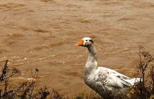 L’evento climtico nel savonese colpisce anche gli animali