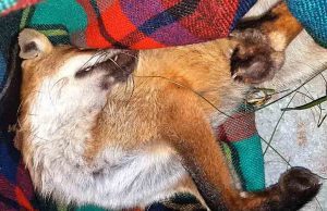 Giovane volpe investita soccorsa dall’Enpa a Cairo