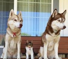 Come tutelare i nostri piccoli amici a Capodanno