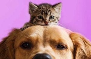 Gustare una buona pizza ed aiutare gli animali