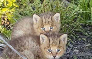 Poche scatolette per tanti gattini da aiutare
