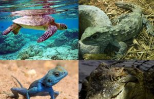 Rettili trascinati dalle piene di questi giorni