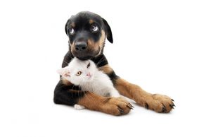 Santa Lucia Animalista domani a Savona