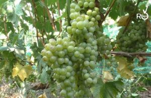 Terre del Moscatello inuagurata la sede nel centro di Taggia