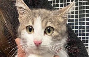 Natale fortunato per un piccolo gattino abbandonato