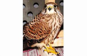 Gheppio ferito salvato dall’Enpa a Valleggia