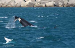 Le orche hanno lasciato Genova: si dirigono verso ovest. Avvistate a Vado Ligure