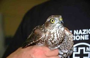 L’Enpa soccorre sparviere in difficoltà a Finale Ligure