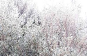 Un nuovo marchio per le olive del levante savonese