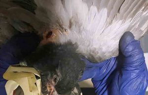 Colombo impallinato nella notte di Capodanno, la rabbia di Enpa