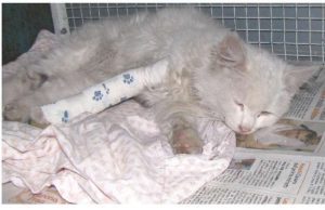 La strada, una trappola per animali selvatici e domestici