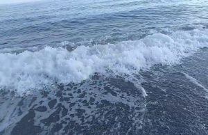 Liberati in mare i capitoni acquistati alle Serre di Albenga | Video