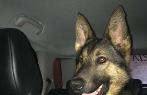 Addestramento cane antidroga ad Albenga, Finale e Loano