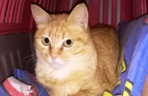 Cercasi casetta per gatta riservata, socievole ed affettuosa