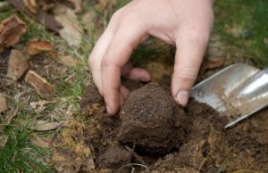 Tartufi liguri, Mai: istituire Centro regionale a Millesimo. Pdl della Lega