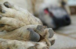 Troppe spese per la Protezione Animali savonese