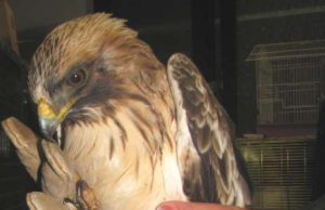 Un’esemplare d’aquila minore in sosta a Finale Ligure