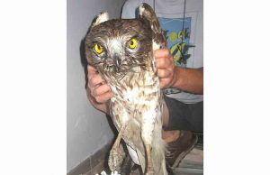 Enpa chiede al Parco Beigua di attivare soccorso della fauna selvatica