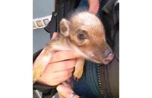 Cucciolo di cinghiale soccorso dall’Enpa sulle alture di Savona