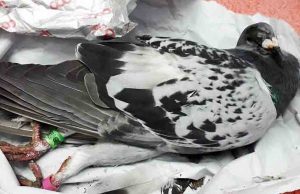 Colombo viaggiatore del Portagallo recuperato dall’Enpa