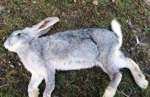 Grosso coniglio domestico vittima di un investimento a Cengio