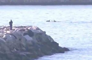 Analisi Arpal ok, spiaggia di Multedo riaperta alla balneazione