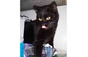 Giovane gatto nero investito a Mallare in cerca di famiglia