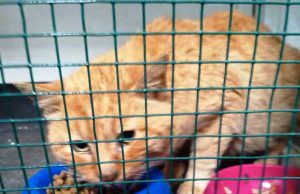 A Noli gatto viene impallinato, salvato dai volontari