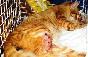 Il Miao Valentino dell’Enpa Savona