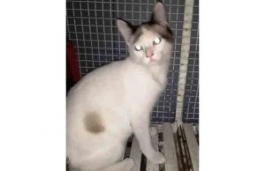 Appello per Lucio, gattino di sei mesi abbandonato ad Urbe