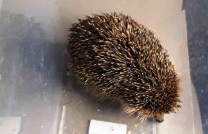 Lancio del riccio in un giardino a Savona