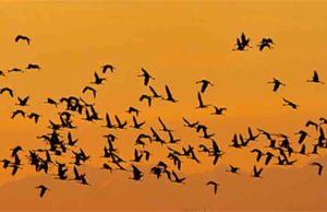 Stormo di 7000 gru in volo sulla Liguria per nidificare a nord-est